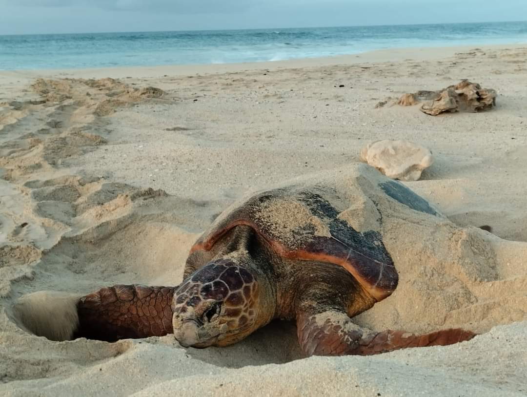Turtle Watching